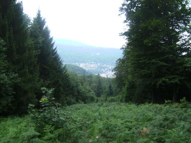 Wanderung - Auf Heidelbergs 'heiligen Berg'