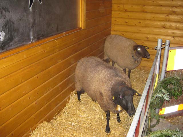 Waldweihnacht 2008