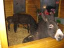 Waldweihnacht 2008