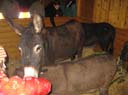 Waldweihnacht 2008