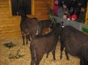 Waldweihnacht 2008