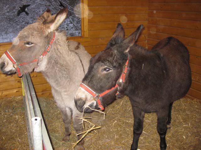 Waldweihnacht 2009