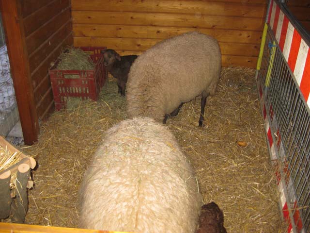 Waldweihnacht 2009