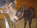 Waldweihnacht 2009