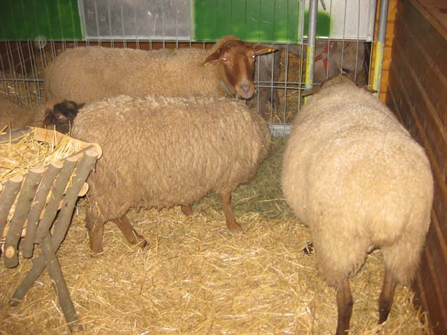 Waldweihnacht 2010