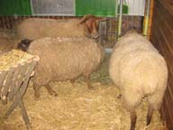 Waldweihnacht 2010
