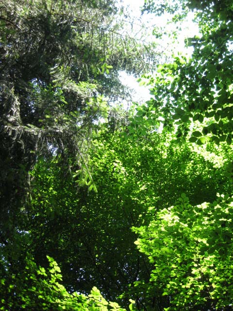 Rund ums Peterstal und Ziegelhausen