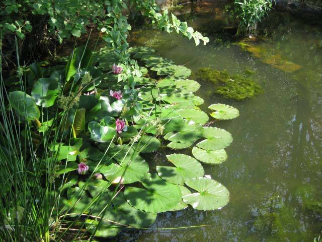 Rund ums Peterstal und Ziegelhausen
