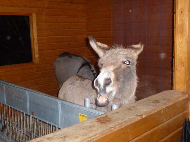 Waldweihnacht 2012